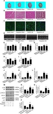 Hispidulin Attenuates Cardiac Hypertrophy by Improving Mitochondrial Dysfunction